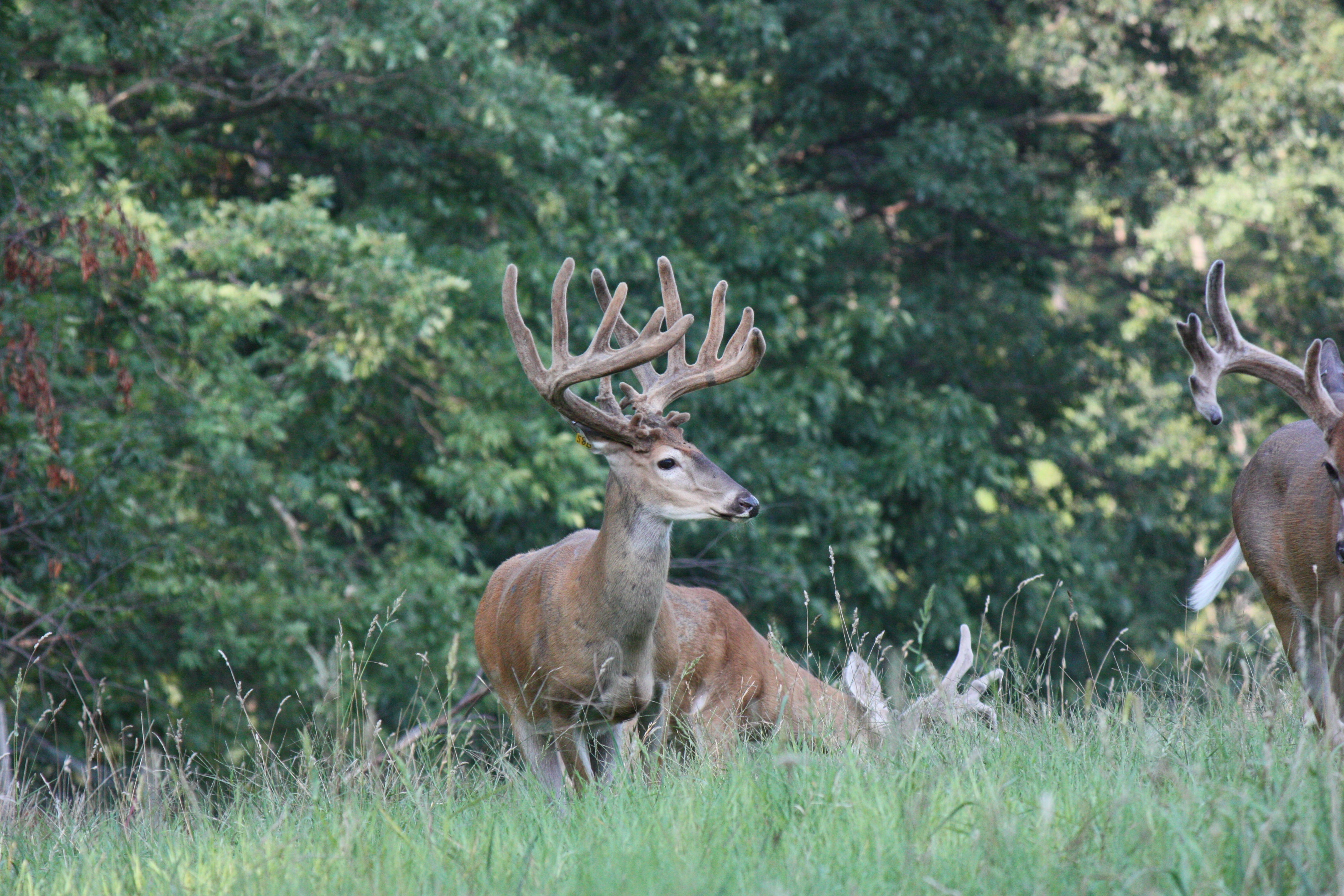 Chronic wasting disease is not the end of hunting